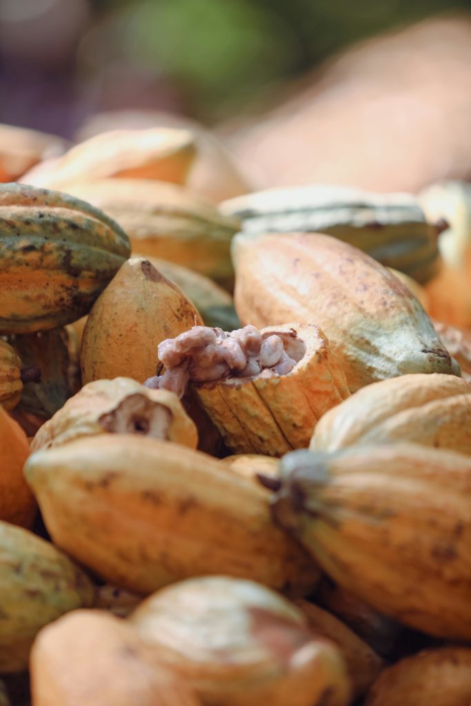 Reife Kakaofrüchte am Theobroma cacao Baum